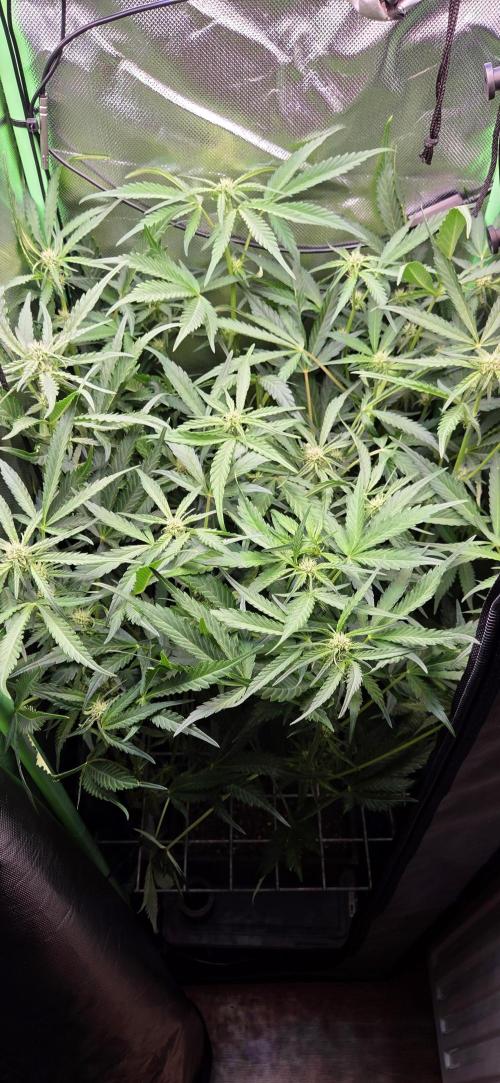 FB420 Purple Haze Automatic in 40x40. Week 7