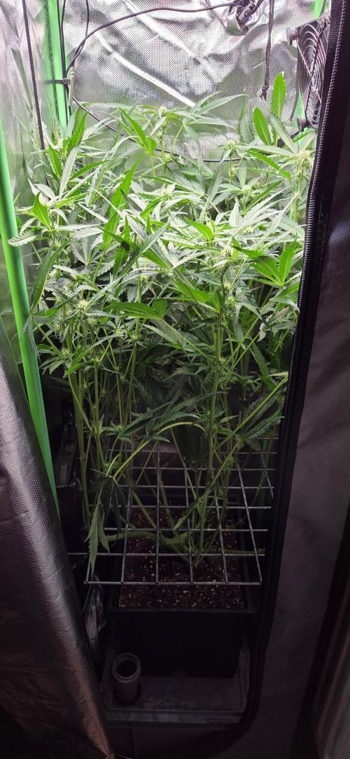 FB420 Purple Haze Automatic in 40x40. Week 7