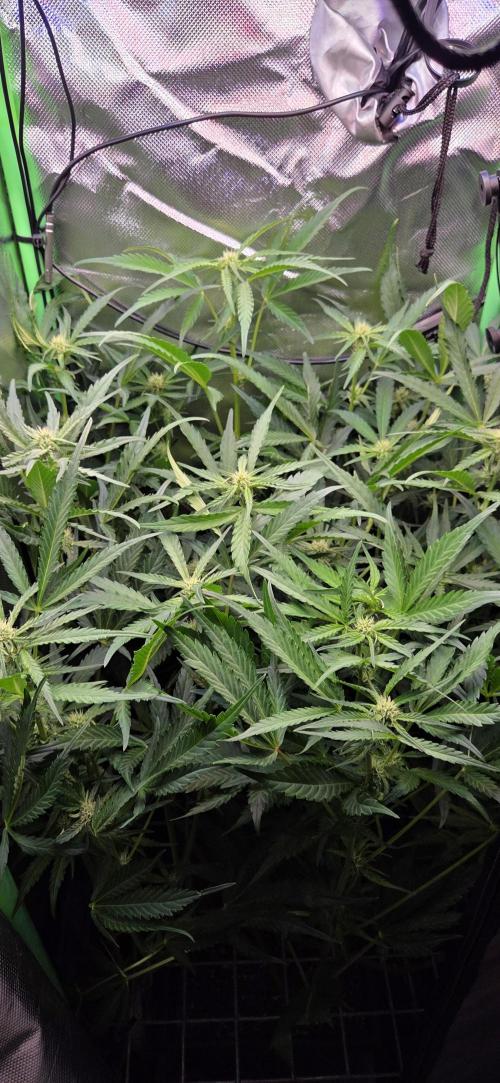 FB420 Purple Haze Automatic in 40x40. Week 7