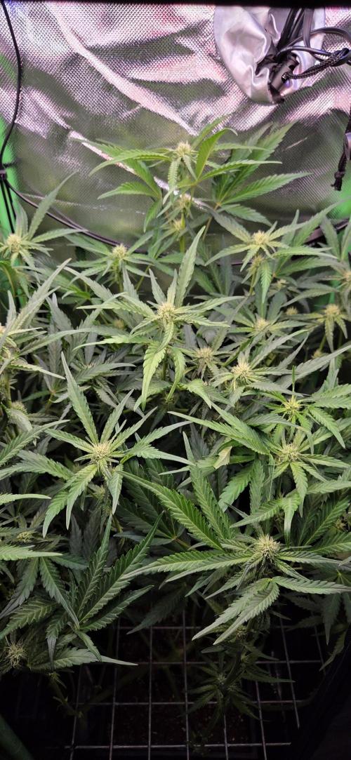 FB420 Purple Haze Automatic in 40x40. Week 8