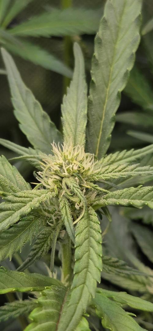 FB420 Purple Haze Automatic in 40x40. Week 8