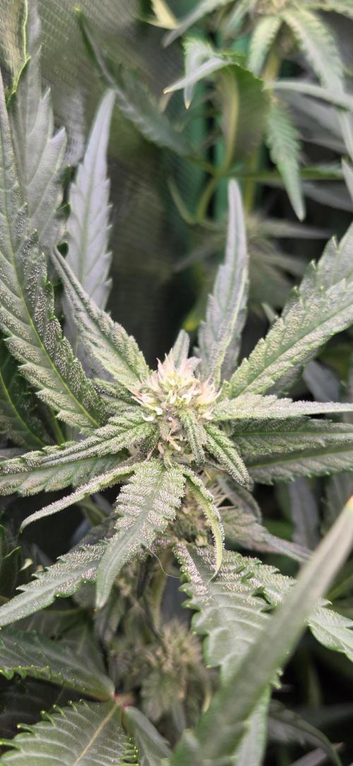 FB420 Purple Haze Automatic in 40x40. Week 8