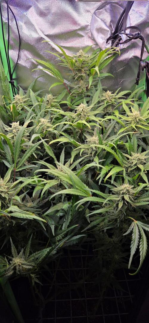 FB420 Purple Haze Automatic in 40x40. Week 9
