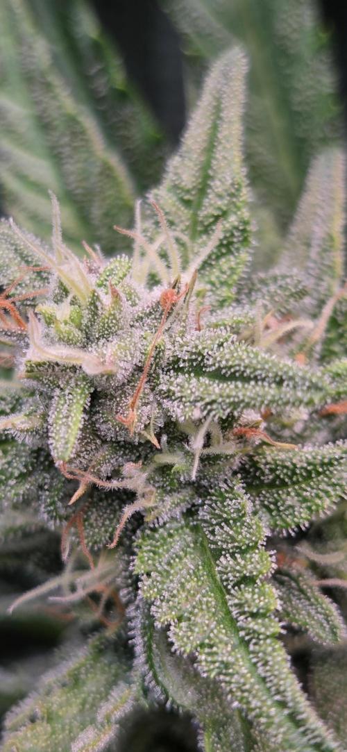 FB420 Purple Haze Automatic in 40x40. Week 9