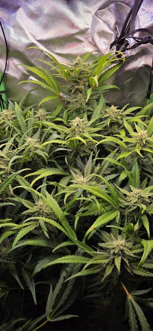 FB420 Purple Haze Automatic in 40x40. Week 9