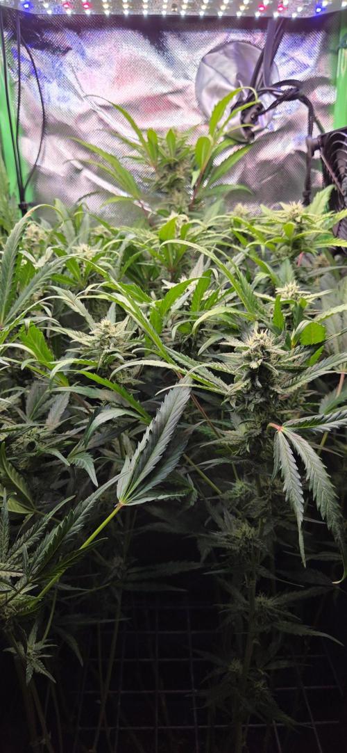 FB420 Purple Haze Automatic in 40x40. Week 9