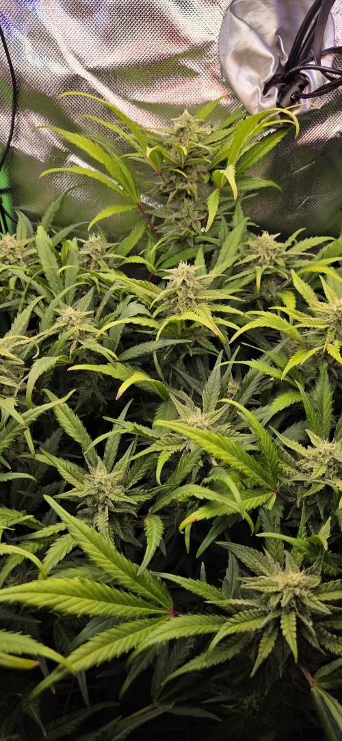 FB420 Purple Haze Automatic in 40x40. Week 9