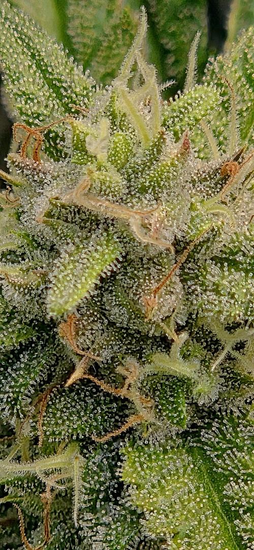 FB420 Purple Haze Automatic in 40x40. Week 9