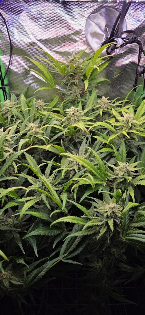FB420 Purple Haze Automatic in 40x40. Week 9