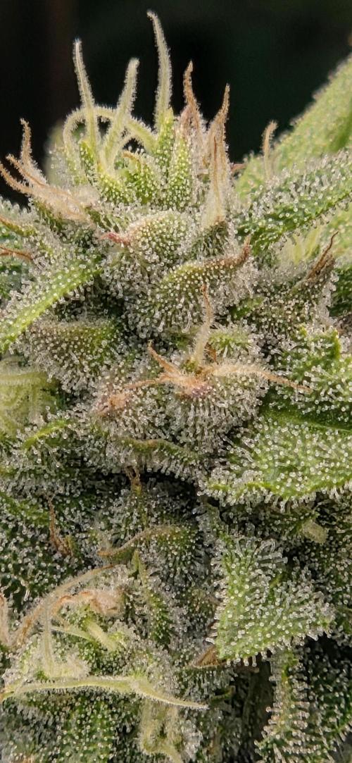 FB420 Purple Haze Automatic in 40x40. Week 9