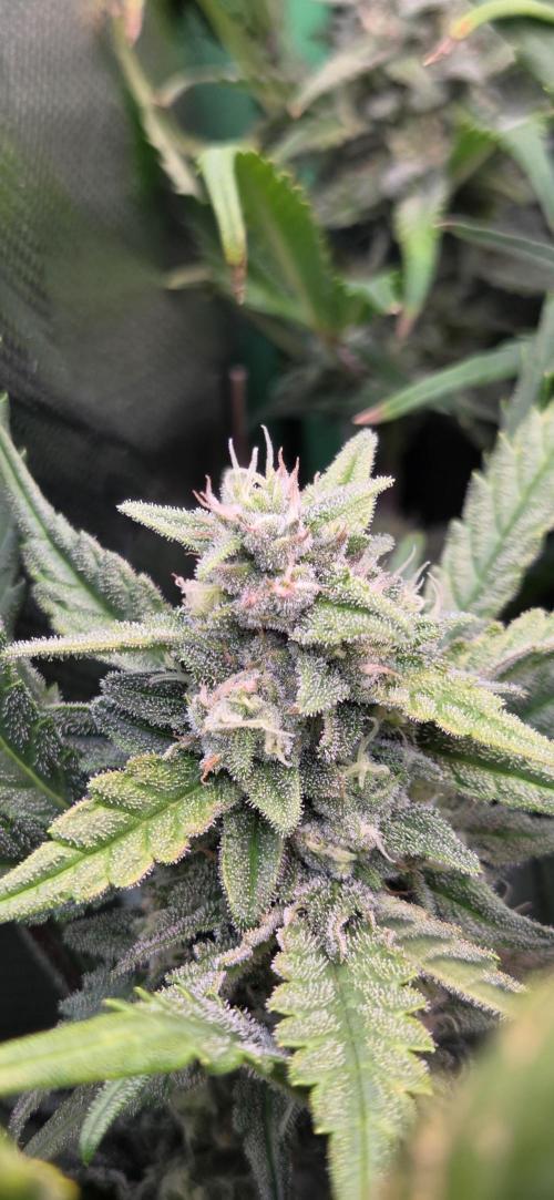 FB420 Purple Haze Automatic in 40x40. Week 9