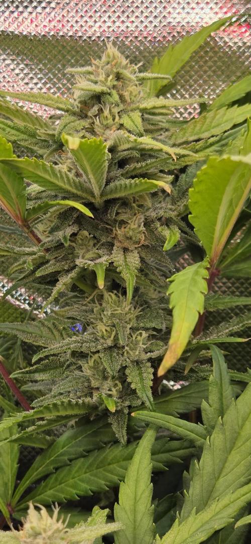 FB420 Purple Haze Automatic in 40x40. Week 9