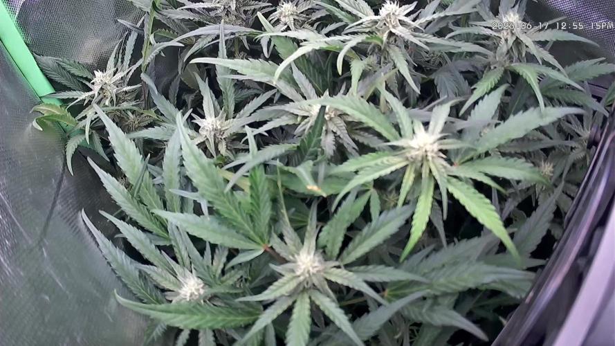 FB420 Purple Haze Automatic in 40x40