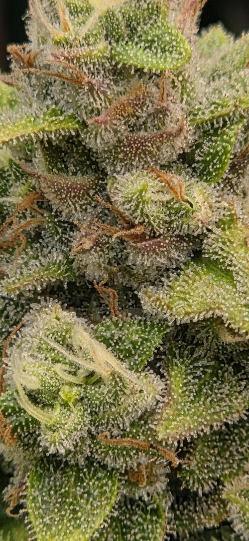 FB420 Purple Haze Automatic in 40x40. Week 10