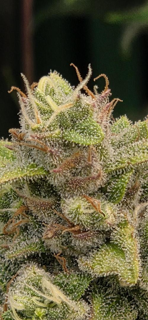 FB420 Purple Haze Automatic in 40x40. Week 10