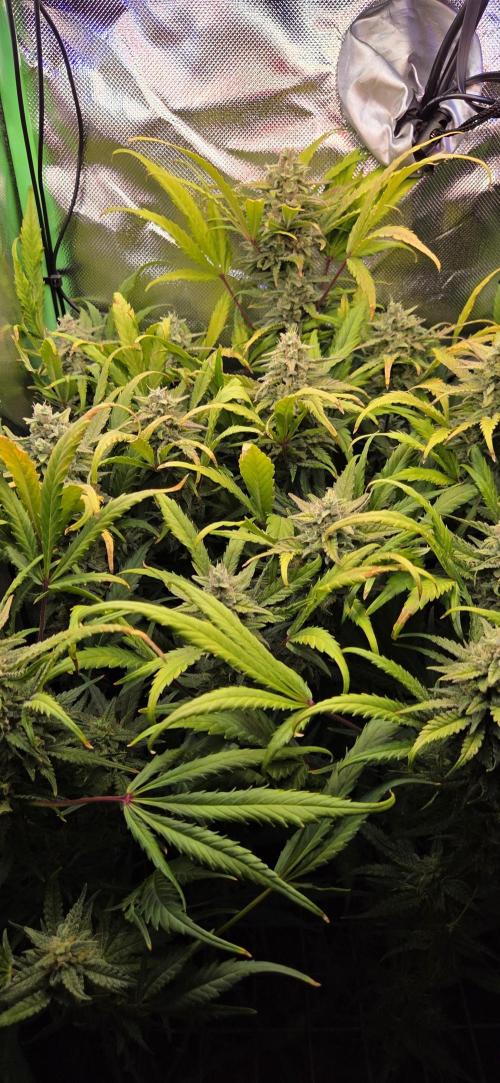 FB420 Purple Haze Automatic in 40x40. Week 10
