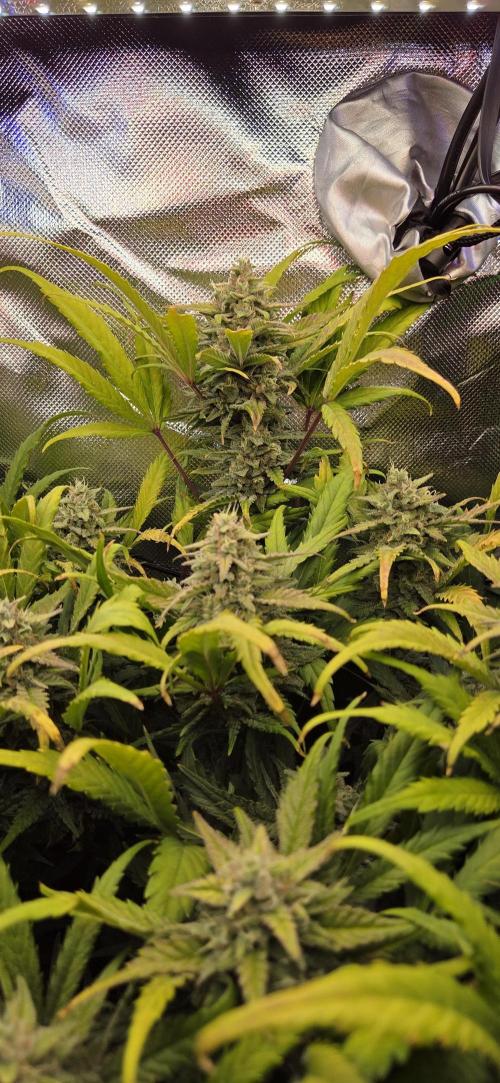 FB420 Purple Haze Automatic in 40x40. Week 10