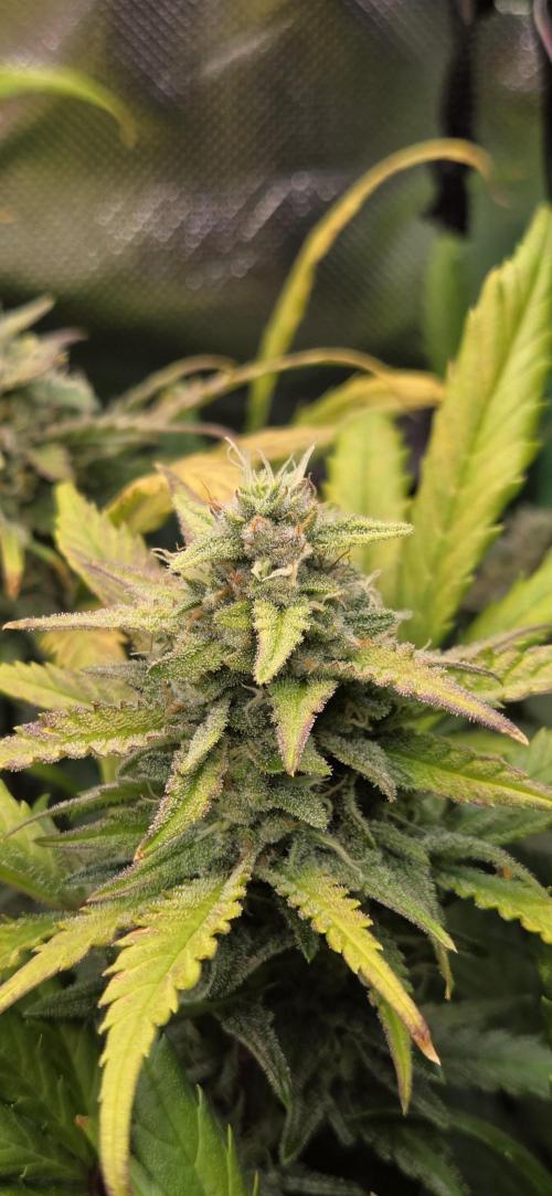 FB420 Purple Haze Automatic in 40x40. Week 10