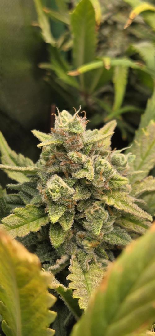 FB420 Purple Haze Automatic in 40x40. Week 10
