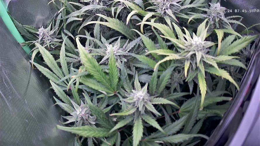 FB420 Purple Haze Automatic in 40x40