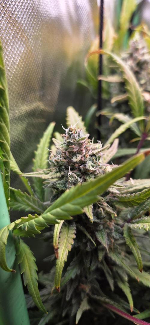 FB420 Purple Haze Automatic in 40x40. Week 11