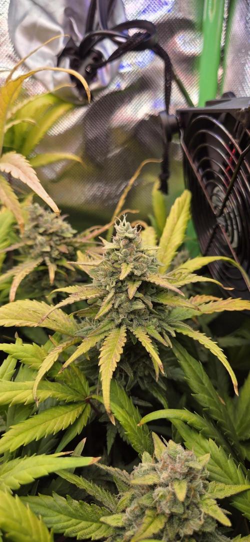 FB420 Purple Haze Automatic in 40x40. Week 11