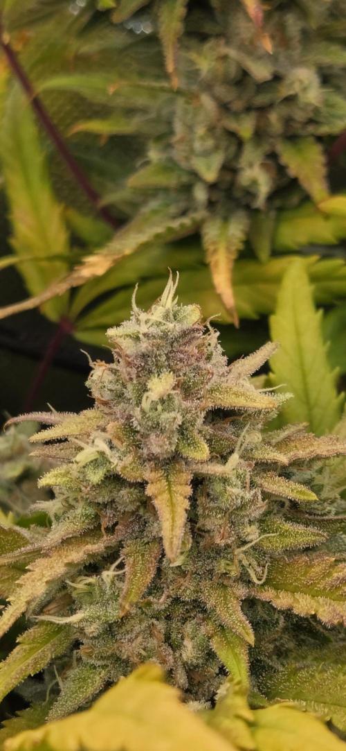FB420 Purple Haze Automatic in 40x40. Week 11