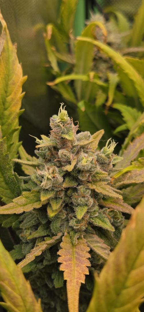 FB420 Purple Haze Automatic in 40x40. Week 11