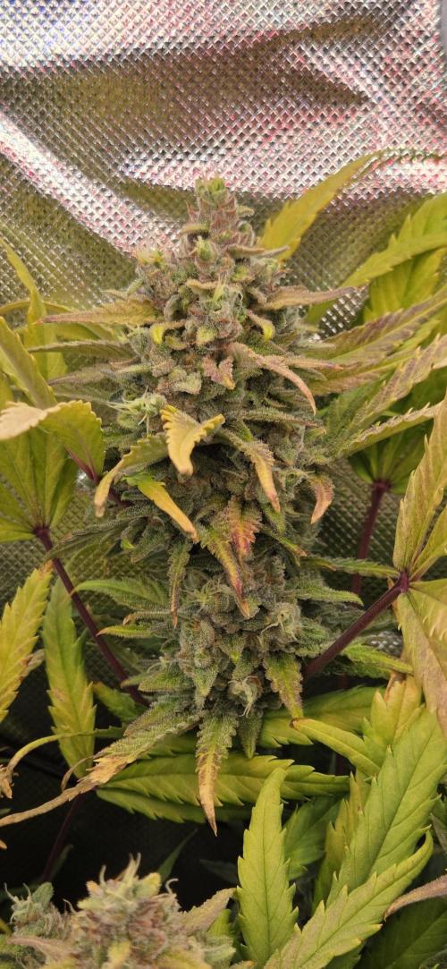 FB420 Purple Haze Automatic in 40x40. Week 11