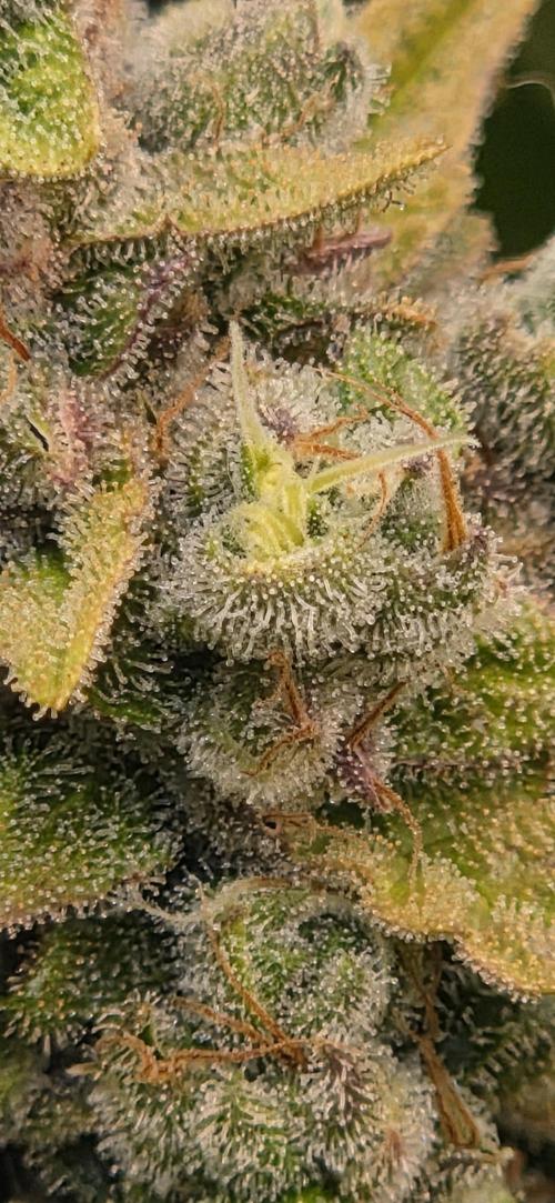 FB420 Purple Haze Automatic in 40x40. Week 11