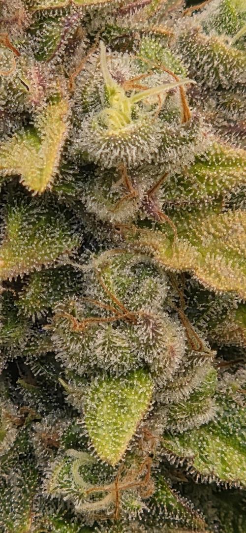 FB420 Purple Haze Automatic in 40x40. Week 11