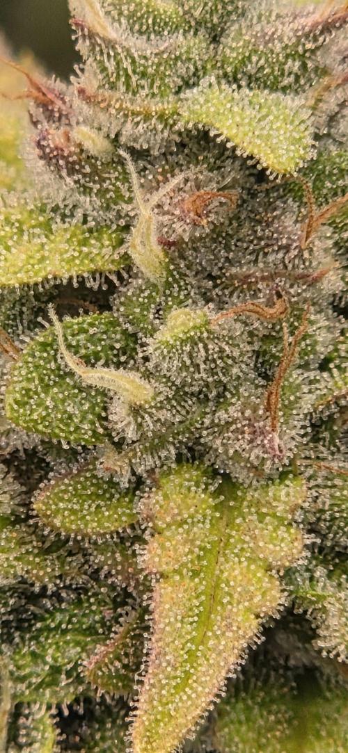 FB420 Purple Haze Automatic in 40x40. Week 11