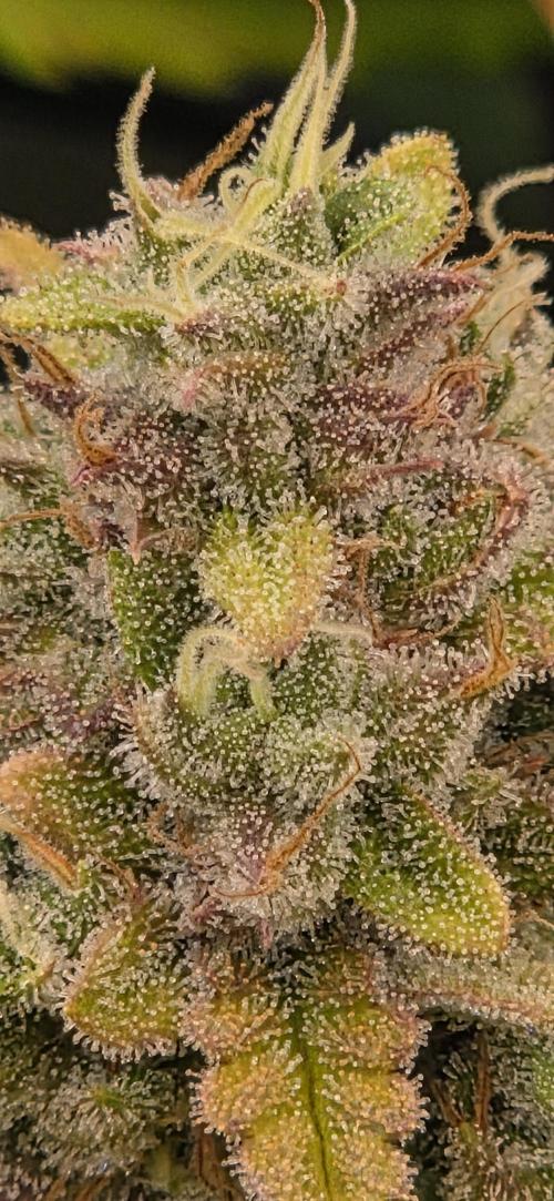 FB420 Purple Haze Automatic in 40x40. Week 11