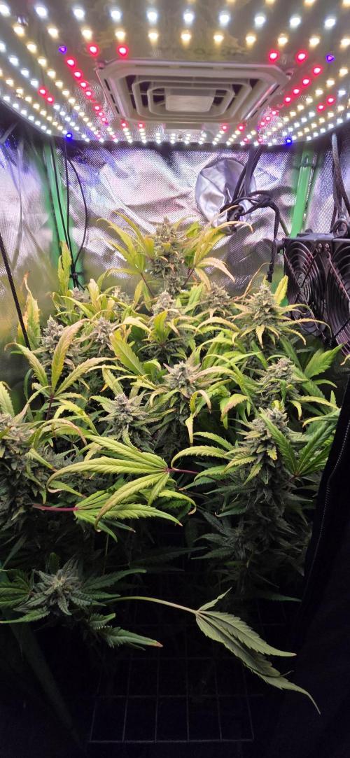 FB420 Purple Haze Automatic in 40x40. Week 11