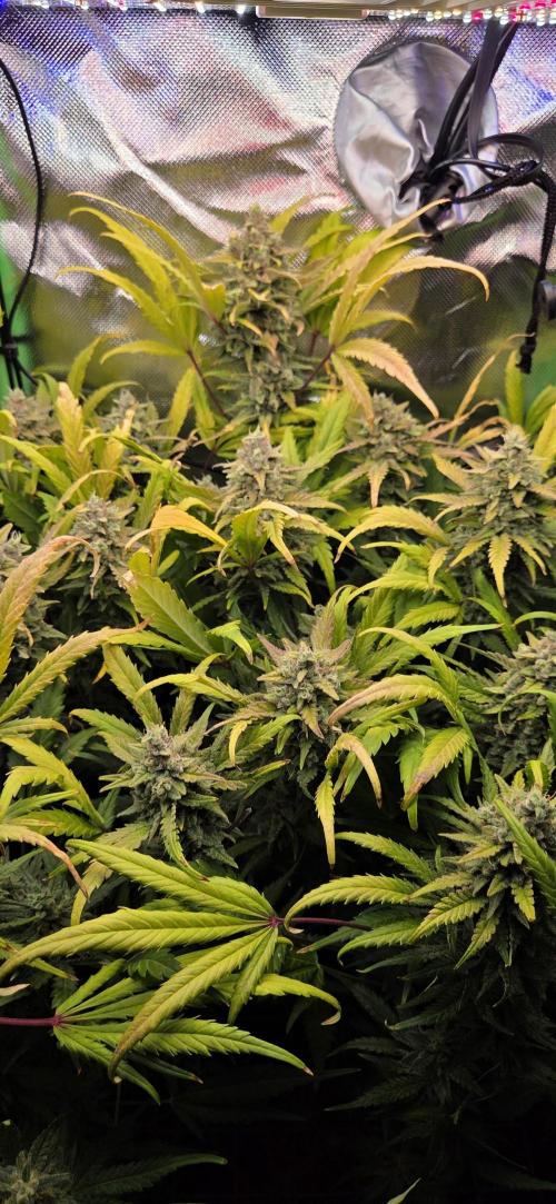 Grow Tent MyHomeGrow 40x40x160. Week 11