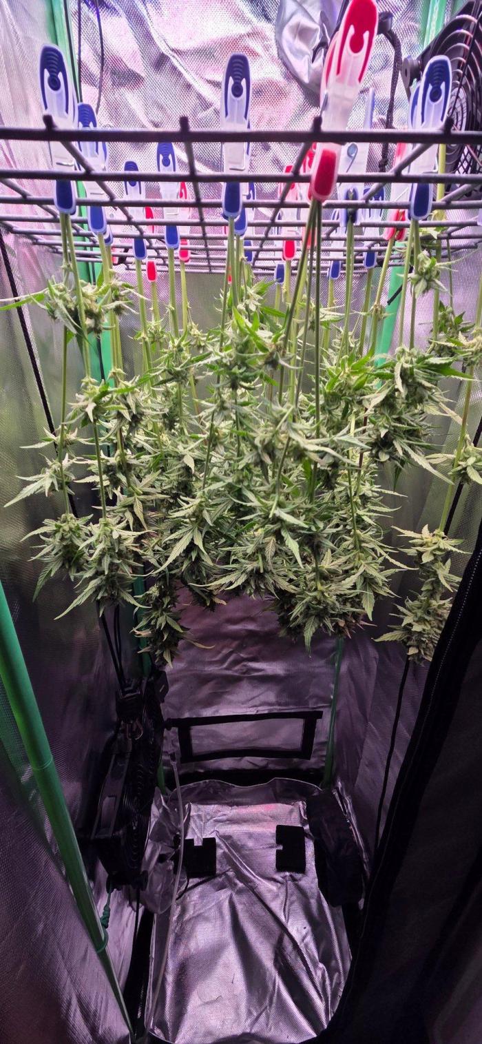 FB420 Purple Haze Automatic in 40x40. Week 12