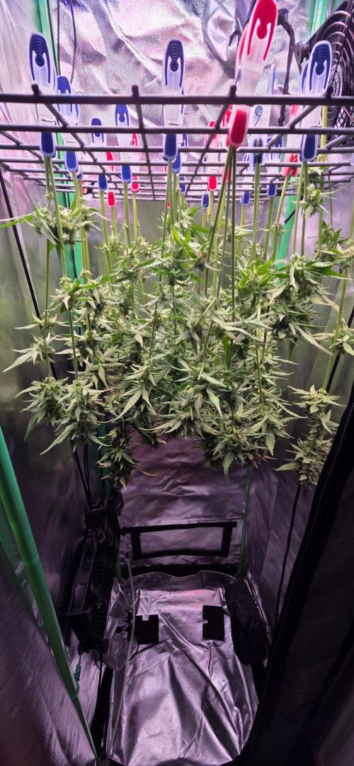 Grow Tent MyHomeGrow 40x40x160. Week 12