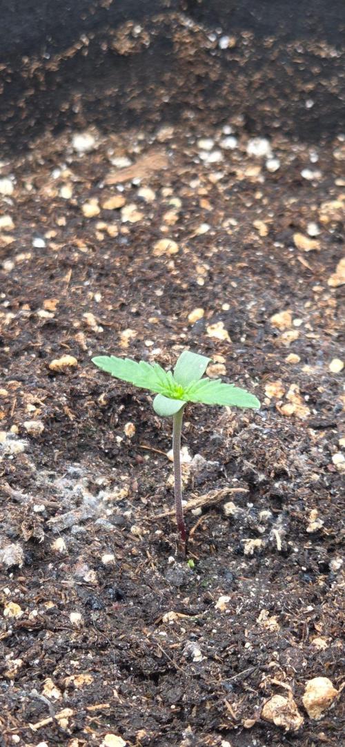 Seedsupplier.de Jelly Cake in 40x40. Week 1
