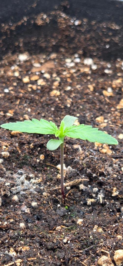 Seedsupplier.de Jelly Cake in 40x40. Week 1