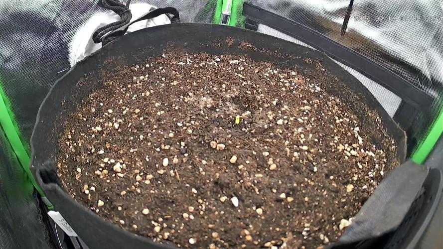 Seedsupplier.de Jelly Cake in 40x40