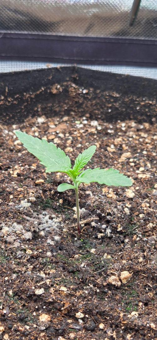 Seedsupplier.de Jelly Cake in 40x40. Week 2