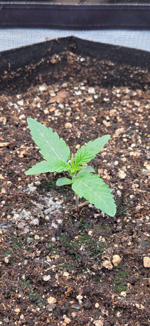 Seedsupplier.de Jelly Cake in 40x40. Week 2