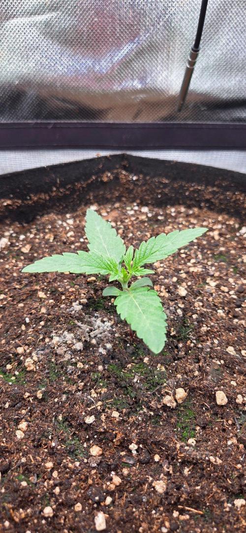 Seedsupplier.de Jelly Cake in 40x40. Week 2