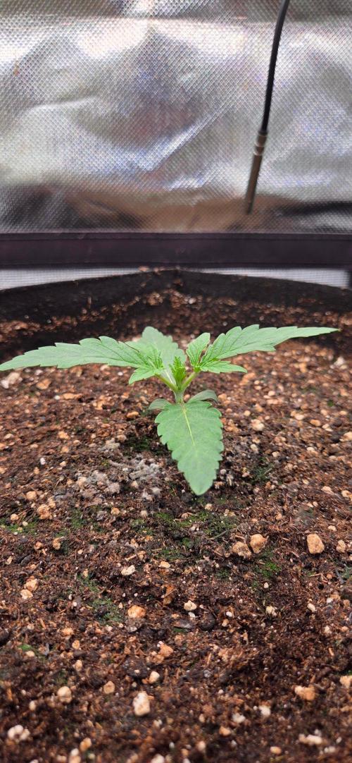 Seedsupplier.de Jelly Cake in 40x40. Week 2