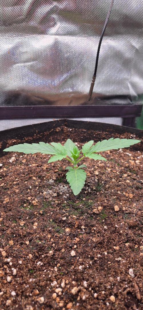 Seedsupplier.de Jelly Cake in 40x40. Week 2