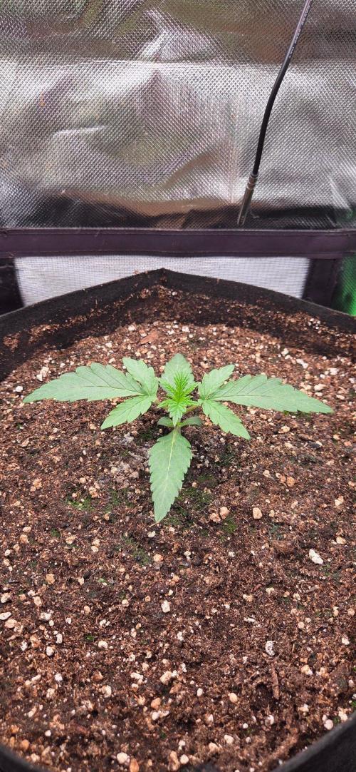 Seedsupplier.de Jelly Cake in 40x40. Week 2