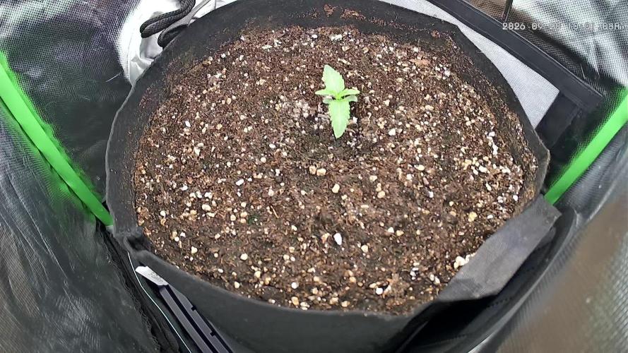 Seedsupplier.de Jelly Cake in 40x40
