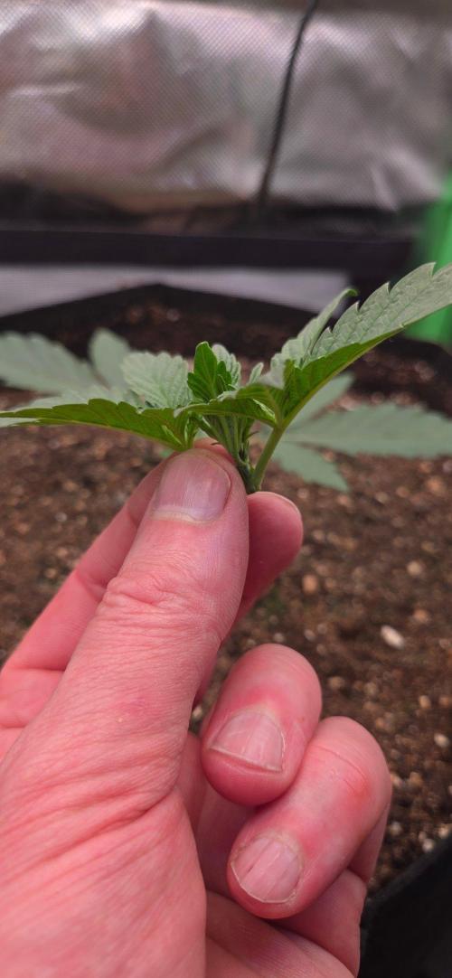 Seedsupplier.de Jelly Cake in 40x40. Week 3