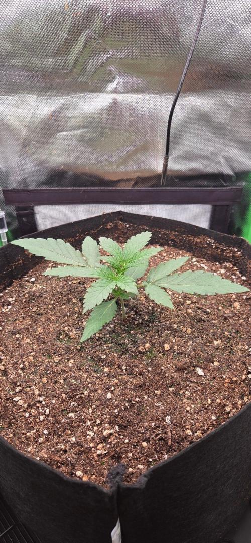 Seedsupplier.de Jelly Cake in 40x40. Week 3