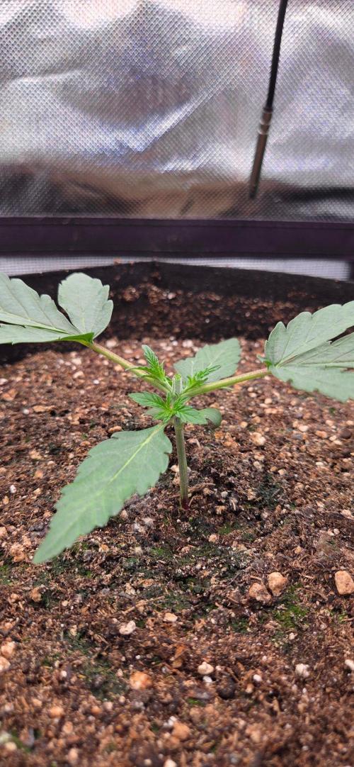 Seedsupplier.de Jelly Cake in 40x40. Week 3